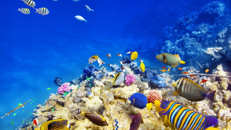 ocean, 1080P, coral, reefs, tropical, fishs, world, fish, bright, underwater, underwater world, tropical fish