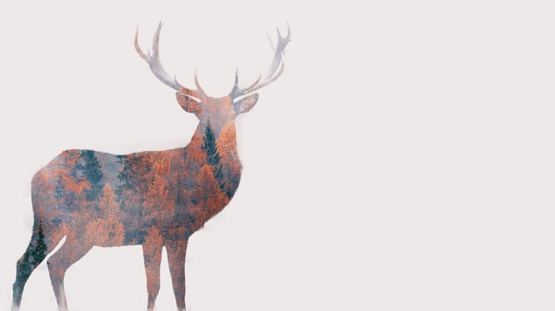 forest, animals, double exposure, digital art, simple background, antlers, deer, 720P, white background, trees, fall, nature