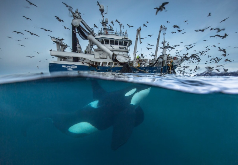 flying, outdoors, sea life, norwegian, nature, vertebrate, ship, birds, sea, animal themes, group of animals, fish, flock of birds, undersea, large group of animals