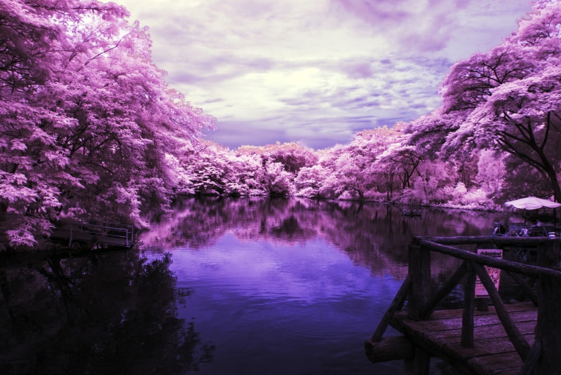 growth, fragility, springtime, pink color, flowering plant, infrared photo, water, outdoors, no people, landscape, scenics - nature, lake, beauty in nature