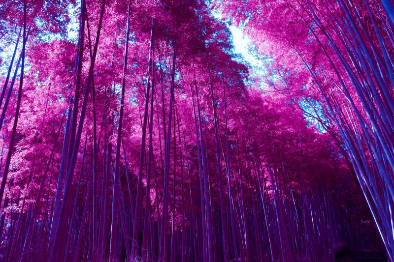 Infrared, Forest, 2K, HD, Arashiyama Bamboo Grove, Pink