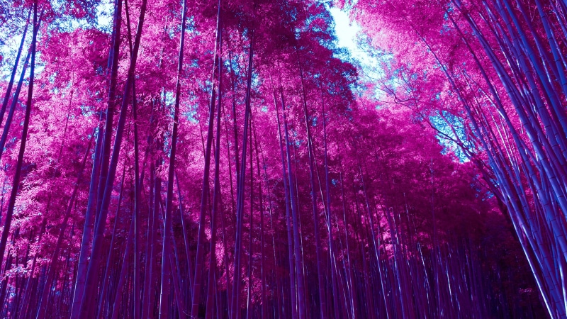 Bamboo, Arashiyama, Grove, Infrared, Forest, 2K