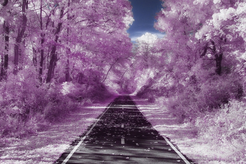 road to, asphalt, photography, 720P, IR, tree, wind, timothy leary, pink, leaves, barrington  rhode island, LSD, gray, acid, bicycle  path, canon, road between