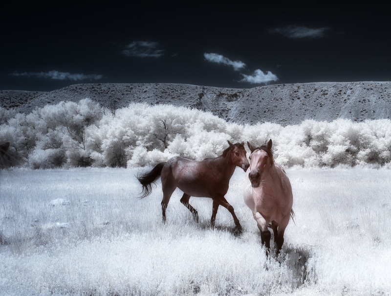 horse, horses, photography, nature, 1080P, winter, snow, brown, caballo, two, horseplay, animal, beige, sky, infrared