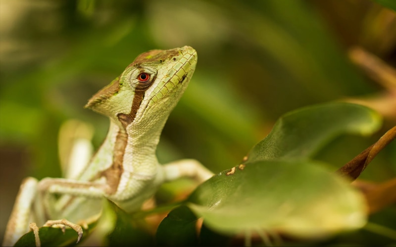 animals in the wild, animal head, selective focus, plant part, mobile, twig, gekota, leaf, hd, green color, infrared, camouflage, close-up