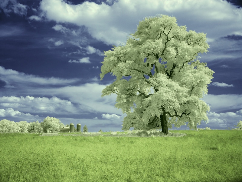 lon, blue, 2K, дерево, דום, USA, photographt, cloud, árvore, strom, green, træ, stablo, clouds, 木, color, geotagged, arbre, geo, 나무, outdoors, rural Scene