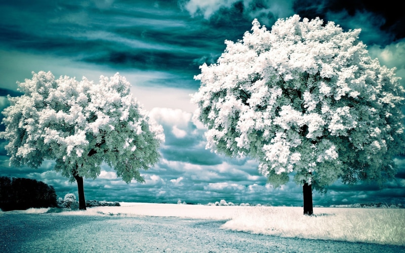 1080P, nature, photography, trees, infrared
