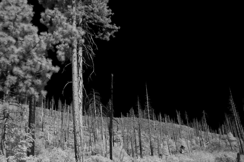 3d and abstract, 1080P, yosemite, infrared forest yosemite dark