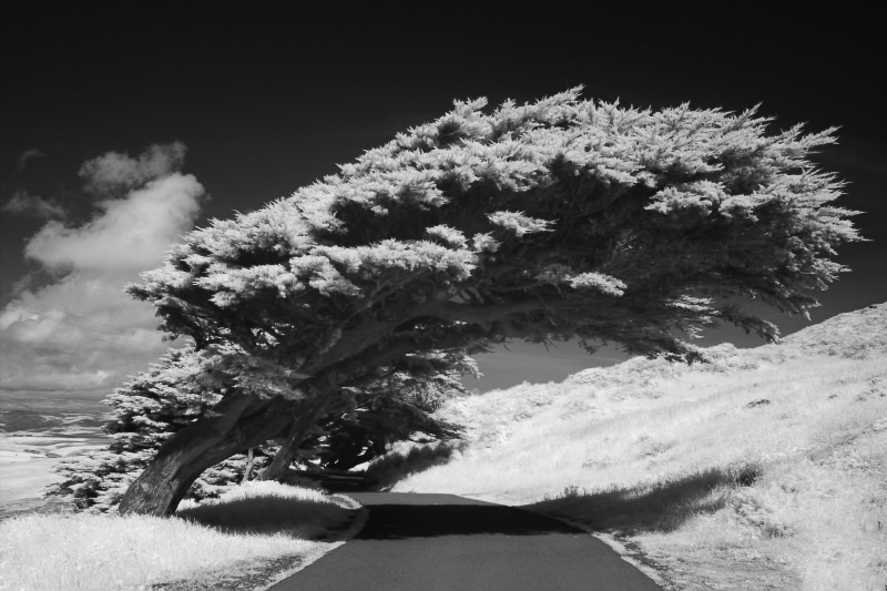 Trees, infrared, photography, x, abstract, monochrome, roads, 1080P, art, hd