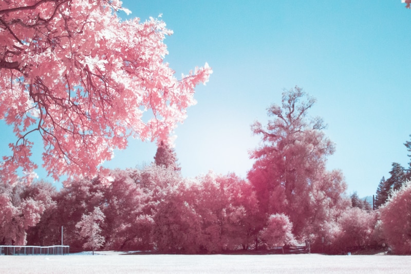 sky, spring, trees, growth, glow, park, tranquil scene, flower, pink, springtime, no people, scenics - nature, holbrook palmer park, beauty in nature, outdoors