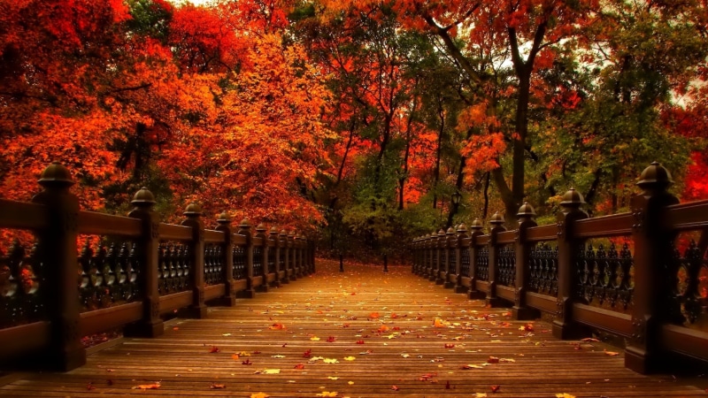 park, footbridge, boardwalk, central park, bank rock bay, nyc, usa, new york city, united states, deciduous, new york, autumn, 1080P, manhattan