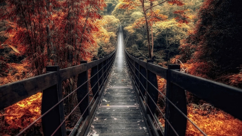 autumn landscape, suspension bridge, autumn, forest, woodland, walkway, autumn scenery, boardwalk, footbridge, path, autumn forest, 1080P, deciduous