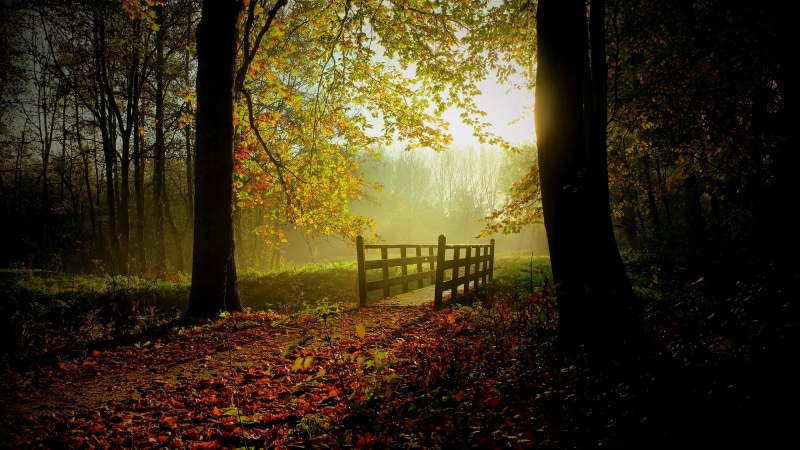 forest track, forest, forest trip, woodland, deciduous, forest path, 4K, footbridge, forest trail, tree, autumn, autumn forest