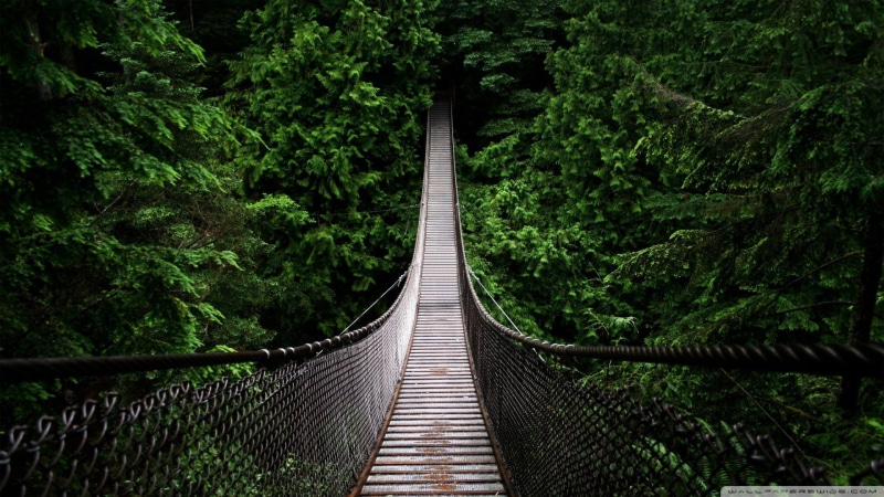 tree, brown, adventure, forest, nature, river, surrounded, rope, green, trees, rainforest, no People, tropical Rainforest, landscape, travel, hanging, green Color