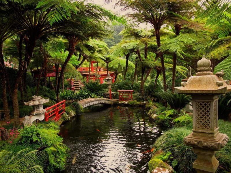 outdoors, plant, growth, 2K, tree, palm tree, leafed, tranquility, reflection, water, pond, garden, footbridge, day, beauty in nature, connection, bridge