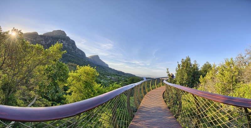 diminishing perspective, sun rays, footbridge, green, tree, outdoors, beauty in nature, tranquil scene, bridge, railing, the way forward, South Africa
