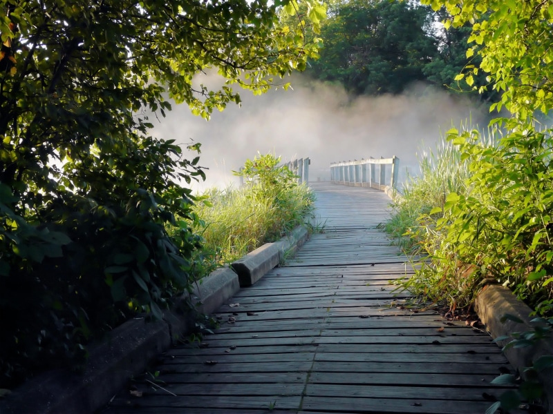 bench, bridge - Man Made Structure, bridge, footpath, photo, no People, mist, land, forest, nature, boardwalk, landscape, 2K, Fog, wooden, walkway, direction
