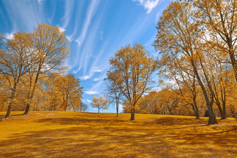 fields, yellow, cloud, travel, garden, brown, vienna  virginia, cyan, outside, scenery, sunlight, beautiful, natural, clouds, Gold, colors, grass, colorful