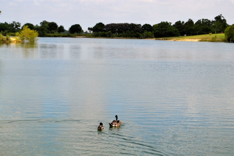 friendship, perfect view, sea, wilderness, sunny, summer, houston texas lake with ducks, 2 ducks, peaceful, wing, geese, leisure activity, men, vacation