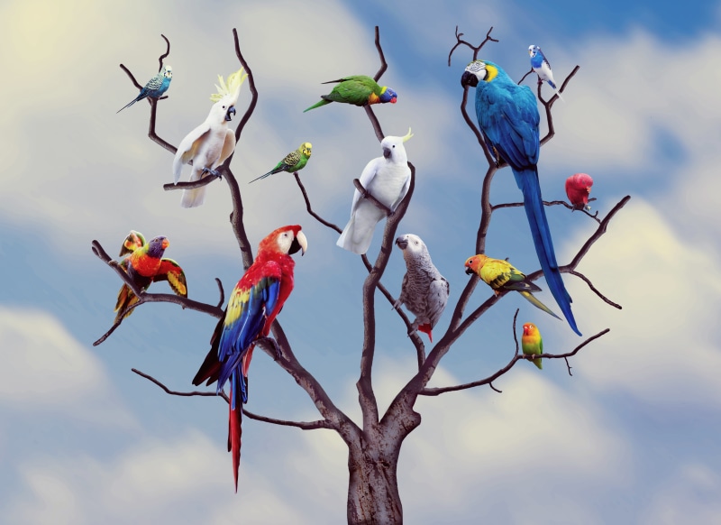 animals, background, 5K, medium group of animals, animal themes, leafless, Birds, zoo, alegre, Color, Parrots, sky, photo, perching, parrot, group of animals