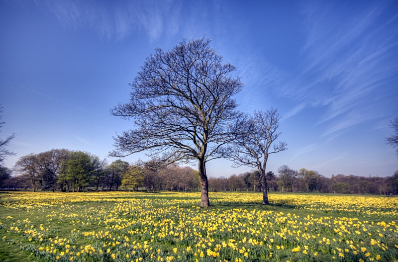 sefton  park, nature, summer, petaled, rural Scene, field, yellow, sky, tree, outdoors, marie  curie, agriculture, daffodil, landscape, blue, springtime