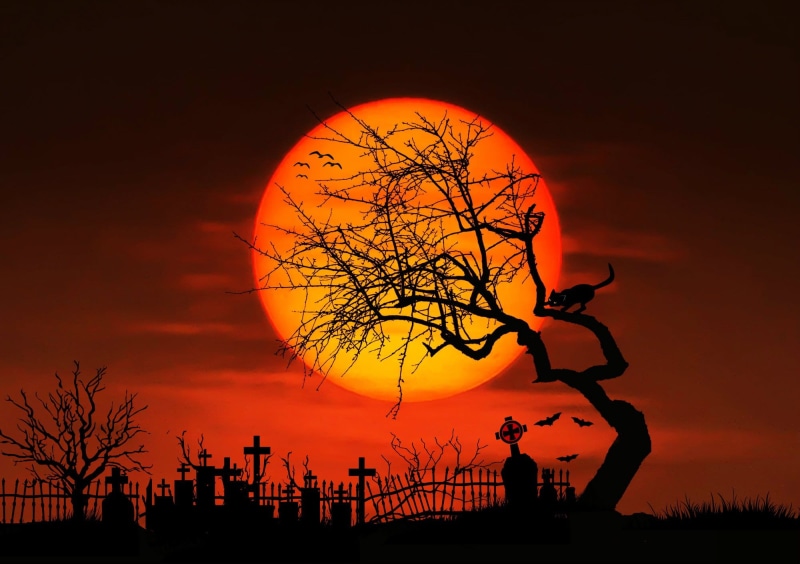 gnarled, cemetery, tree, cloud - sky, sky, fence, mysterious, built structure, orange color, creepy, scene, magic, fantasy, leafless, outdoors, plant, science