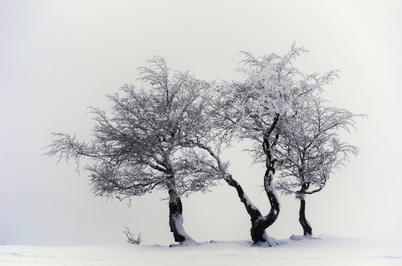 scenics - nature, sky, plant, environment, field, branch, isolated, photography, leafless, winter, cold temperature, snow, cold, nature, tree, 1080P, trees
