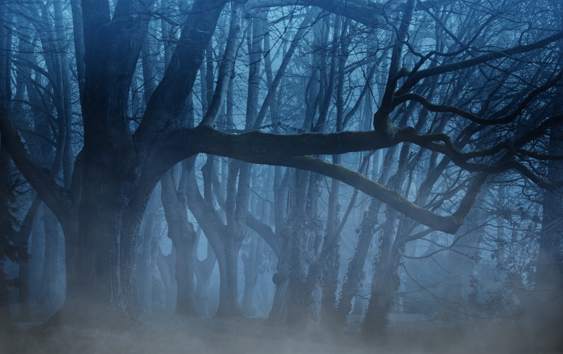 dark, evening, outdoors, landscape, fog, woodland, trees, forest, night, nature, scrub, weird, no people, 2K, tranquil scene, blautöne, bare tree, scenics - nature