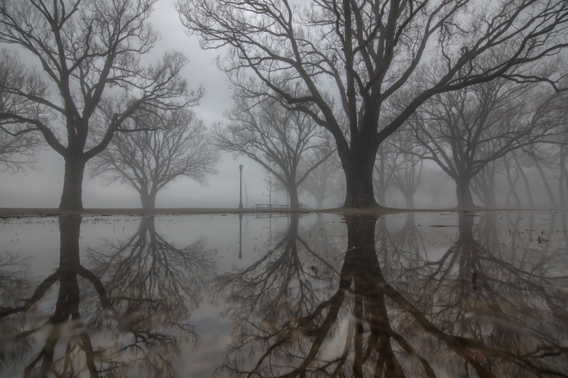 non-urban scene, fog, lake, season, no people, autumn, branch, scenics - nature, large, water, sky, forest, landscape, natural, tree, reflection, spooky