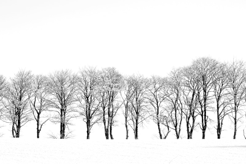 trees, winter  trees, snow, cold - Temperature, outdoors, winter, outdoor, rural Scene, surrounded, season, frost, leafless, snow  white, forest, landscape