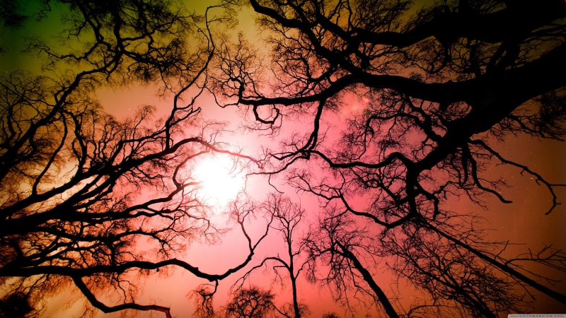no people, plant, night, cloud - sky, trunk, sunset, bare tree, tranquil scene, trees, tree trunk, 4K, branch, low angle view, nature, silhouette, forest