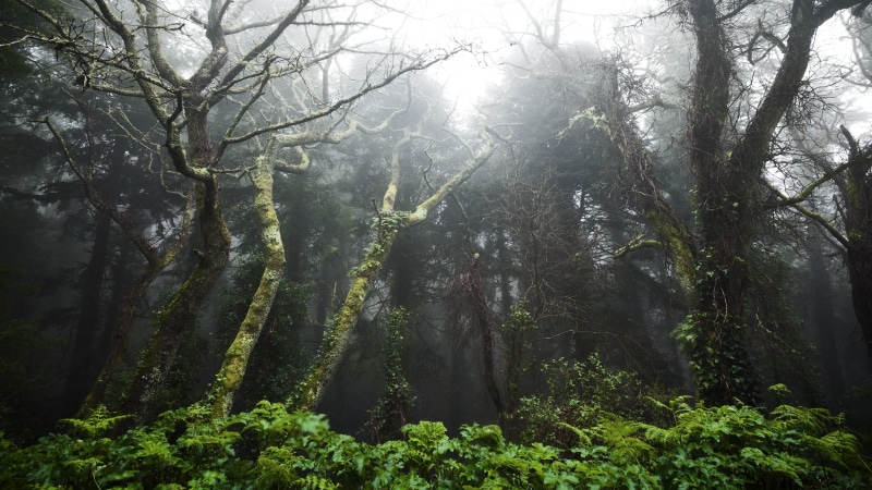 tranquil scene, rainforest, environment, non-urban scene, plant, tranquility, beauty in nature, tree, trees, day, no people, streaming, tree trunk, 4K
