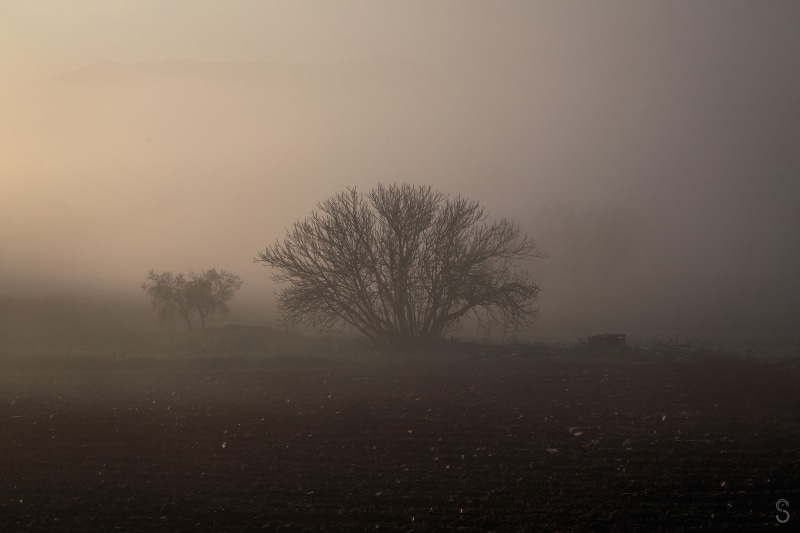plant, 1080P, photography, tranquil scene, sky, hazy, mist, tree, landscape, fog, field, panorama, tranquility, brown, land, outdoors, silhouette, scenics - nature