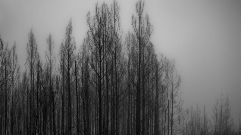 land, cold temperature, leafless, 720P, beauty in nature, non-urban scene, growth, sky, day, monochrome, nature, outdoors, no people, tranquil scene, scenics - nature