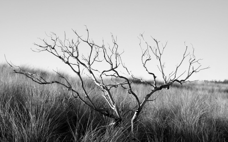 bare tree, land, plants, plant, tranquil scene, tree, sky, no people, branch, day, outdoors, scenics - nature, non-urban scene, monochrome, clear sky, leafless