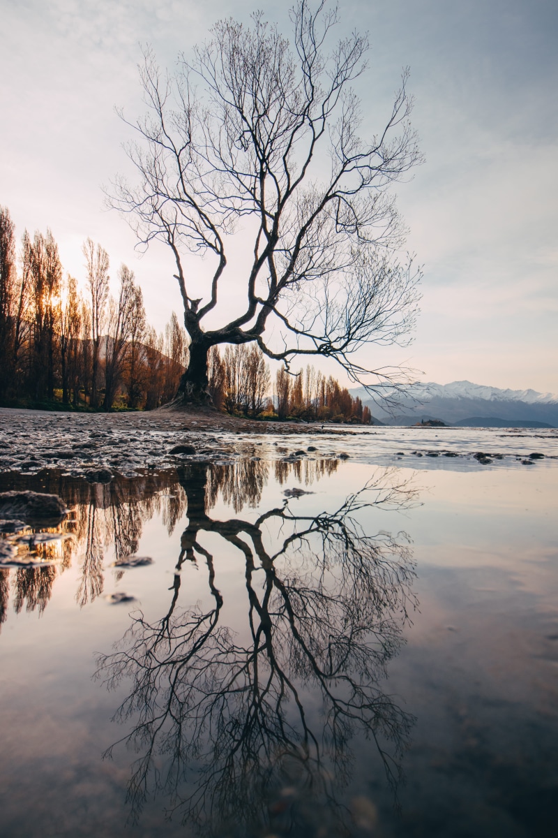 tree, no people, tranquil scene, sunset, bare tree, beauty in nature, lake, tranquility, scenics - nature, reflection, sky, water, leafless, waterfront
