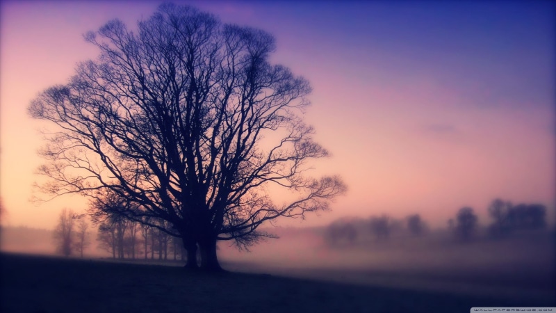 dusk, bare tree, plant, sky, tree, tranquility, purple, leafless, tree trunk, solitude, tranquil scene, 2K, nature, no people, trunk, field, trees, outdoors
