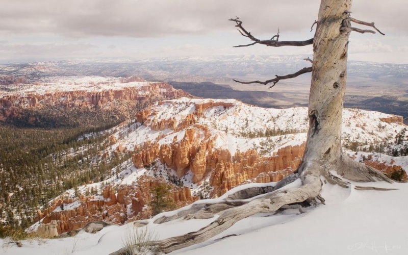 plant, mountain, mountains, scenics - nature, rock, beauty in nature, woodland, bare tree, dead plant, branch, nature, trees, tranquil scene, no people