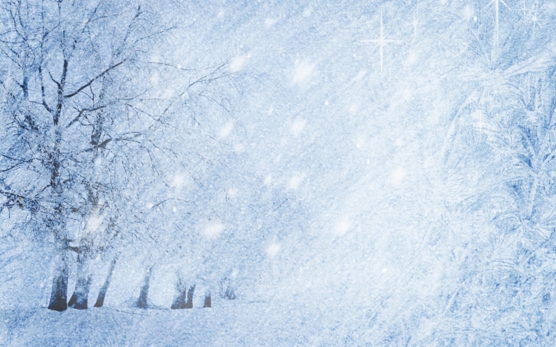 2K, leafless, winter, nature, landscape, tree, snow