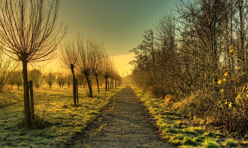 tree, HDR, high dynamic range, path, landscape, Nikon D5, tree line, sunset, kale, Noord-Holland, outdoors, forest, outdoor, beautiful, rural Scene, polder