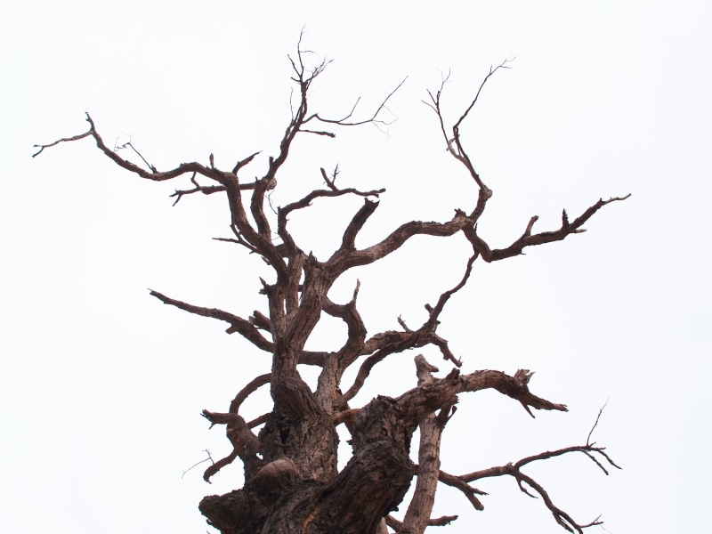 trunk, sky, 2K, plant, natural, bark, background, white, wood, cut out, dry, wood - material, big, beauty in nature, leafless, bare tree, branch, one