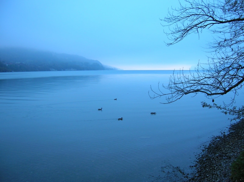 sea water, scenics, misty  blue, landscape, water, lake, nature, outdoors, beautiful, tree, Switzerland, Interlaken, sea, calm, boats, duck, 1080P, blue  water