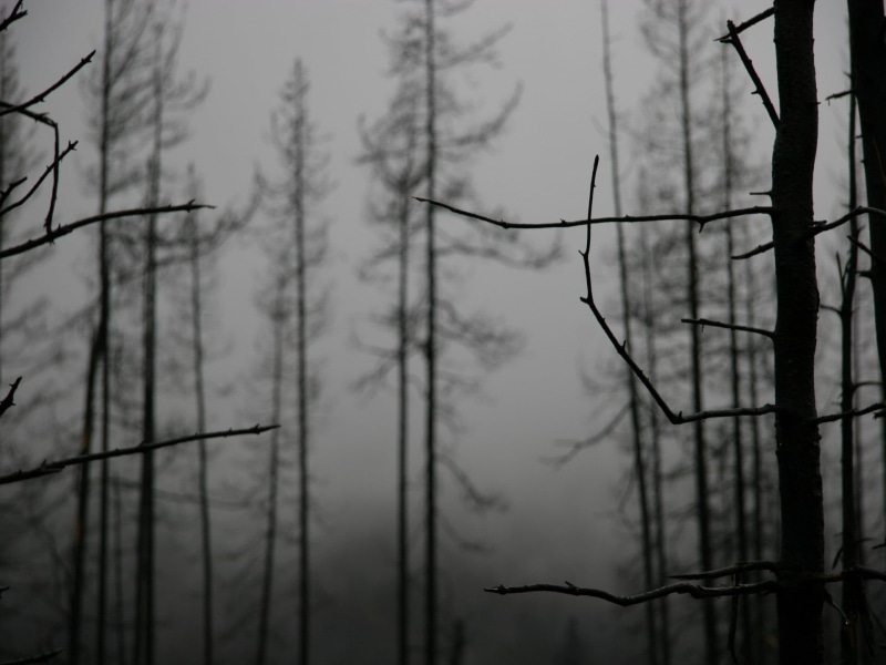 nature, forest, plant, coniferous tree, Branches, tree trunk, growth, no people, scenics - nature, day, outdoors, close-up, trees, land, tree, tranquility