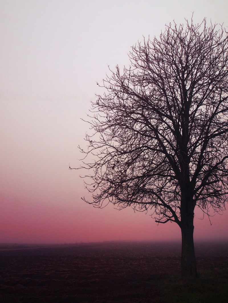 landscape, fog, Ile-de-France, sky, IDF, sunset, Directions, photo, tree, brouillard, nature, loneliness, silhouette, leafless, black  pink, dark, solitude