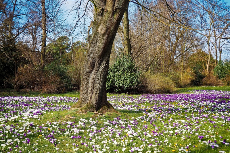 4K, trees, vulnerability, trunk, plant, flower garden, field, spring, colorful, meadow, pointed flower, tree, bloom, spring colors, springtime, bright