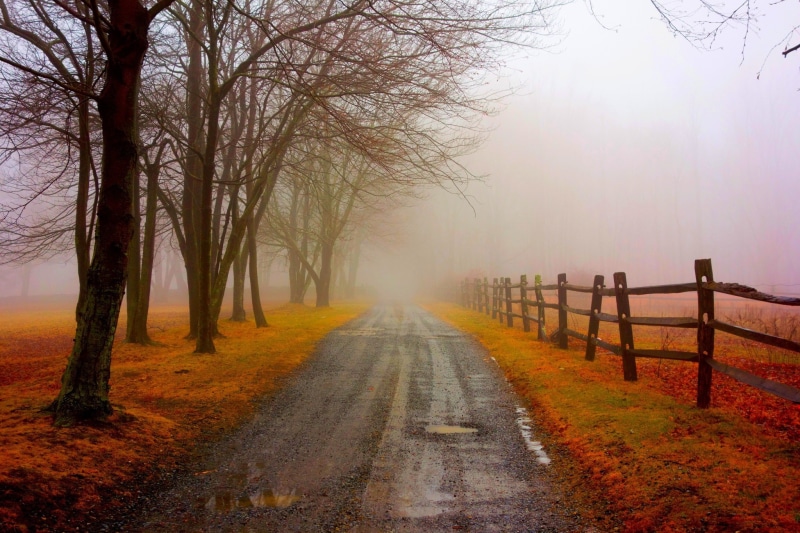 Autumn, fence, walk, forest, park, leafless, beside, wooden, tree, colors, 1080P, road, fall, PATH, colorful, Nature, leaves, grey, trees