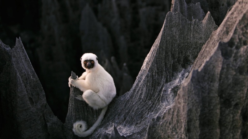 zoo, melaky, wood - material, animal wildlife, trunk, madagascar, mammal, animals in the wild, africa, no people, tsingy de bemaraha national park, plant