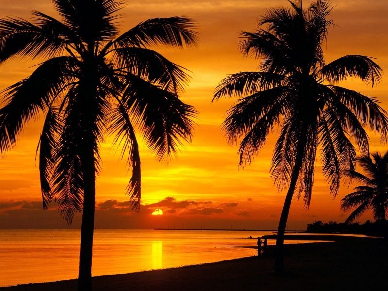 palm leaf, orange color, tropical climate, outdoors, land, skyscape, no people, water, coconut palm tree, 720P, tranquil scene, tranquility, nature, beach