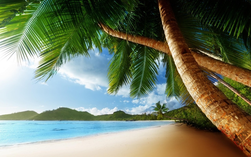 beach, tropical, 2K, palm, desktop, hd, beaches, ocean, trees