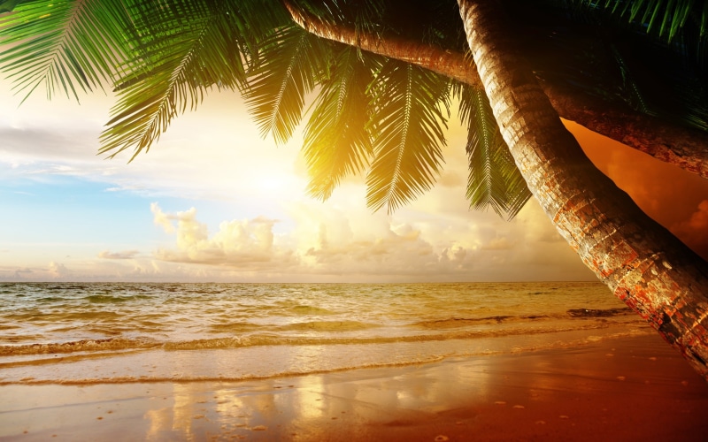 Tropical, Sunset, Summer, Palm, Sea, illustration, Trees, tree, brown, Scenery, Ocean, 2K, green
